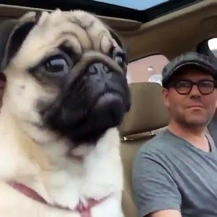 Funny Dog dance