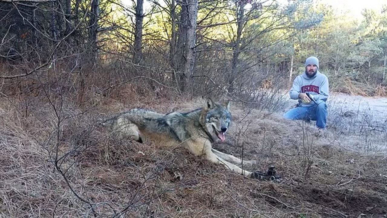 Il sauve loup pris dans un piège