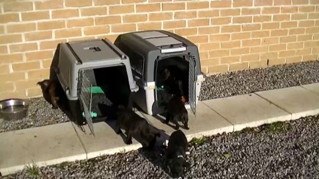 75ème vidéo Chiots de STAFFORDLAND à l'extérieur