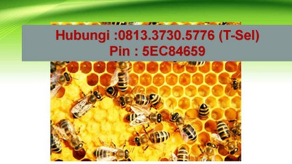 081 33 730 5776 T Sel  Jual Vitabumin