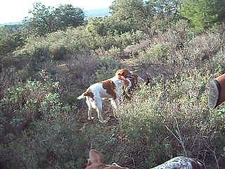 Un dimanche à la chasse