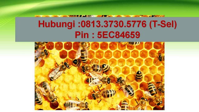 081 33 730 5776 T Sel Distributor Vitabumin