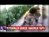 Yavru ayı ile güreşen çocuk müsabakayı sayı ile kaybetti