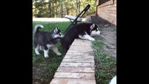 Trending cute lovable funny puppies