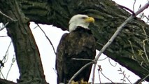 Beautiful Bald Eagle Minnesota in HD !