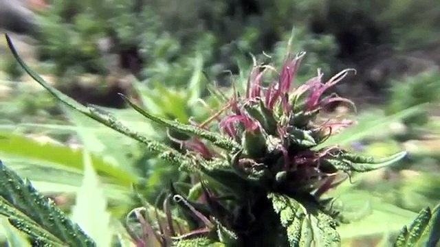 JAMAICA CANNABIS 2015 Everything about Weed, Marijuana, Ganja Full Documentary HD ☮ FREEDOM TV