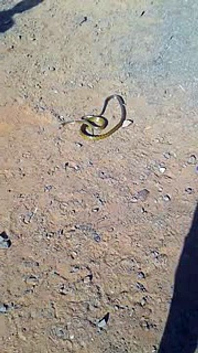 Cobra Snack
