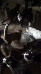 26 Kedi Toplandik,Organik Mama Partisi Yaptik❤