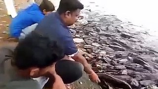 واہ یار اتنی زیادہ مچھلیاں-