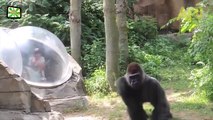 Zoo Animal Attacks ★ Animals That Don't Know What Glass Is! (HD) [Epic Laughs]