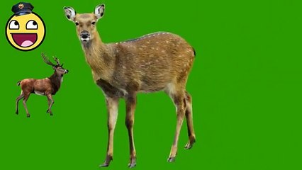 Kid Songs | Deer Finger Family Rhymes For Children | Top Nursery Rhymes
