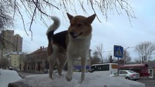 Один день из жизни метиса Зая.