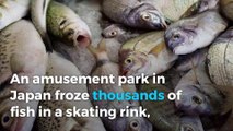 Japanese ice skating rink freezes 5,000 fish