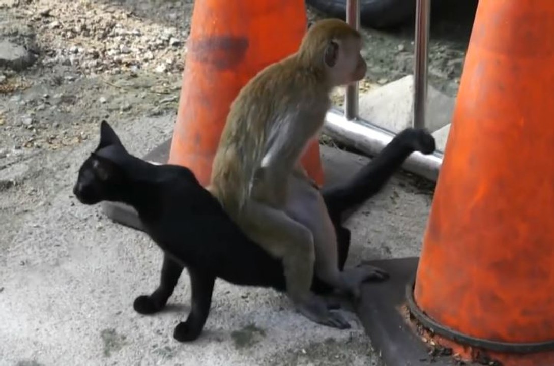 Monkeys VS CATS (HD) [Trip Burger Pets]