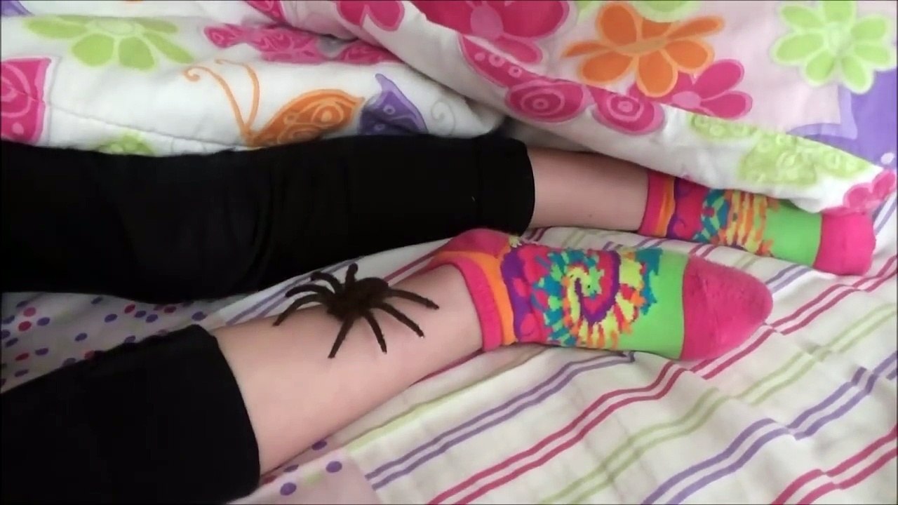 Spiders Attack Girl In Her Bed 'Annabelle & Victoria' Toy Freaks-1H9Vvwcwt9I