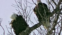 HD VIDEO TWIN BALD EAGLES MINNESOTA !