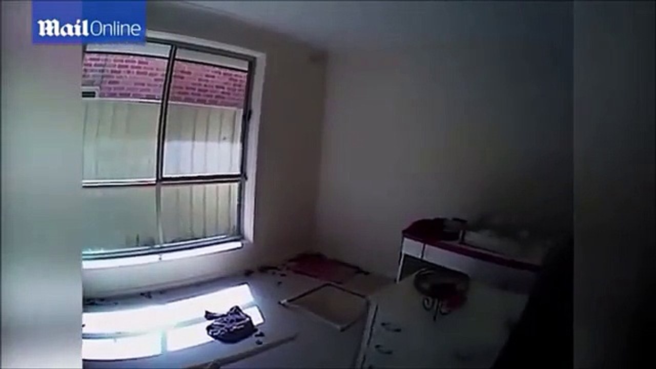 Woman locked 14 cats in her house For Few Days See What Happened