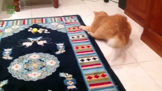 Funny Spazzy Cats Compilation 2016