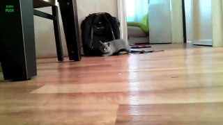 Funny Stalking Cat Video Compilation 2016