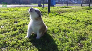 Most Cute Puppies Compilation 2016