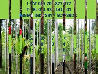 085 707 877 477 (I-SAT) - Bisnis penghijauan