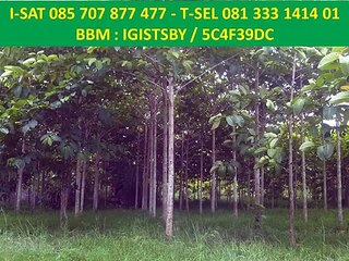 085 707 877 477 (I-SAT) - Jual bibit kayu jabon
