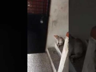 cat noking on a door