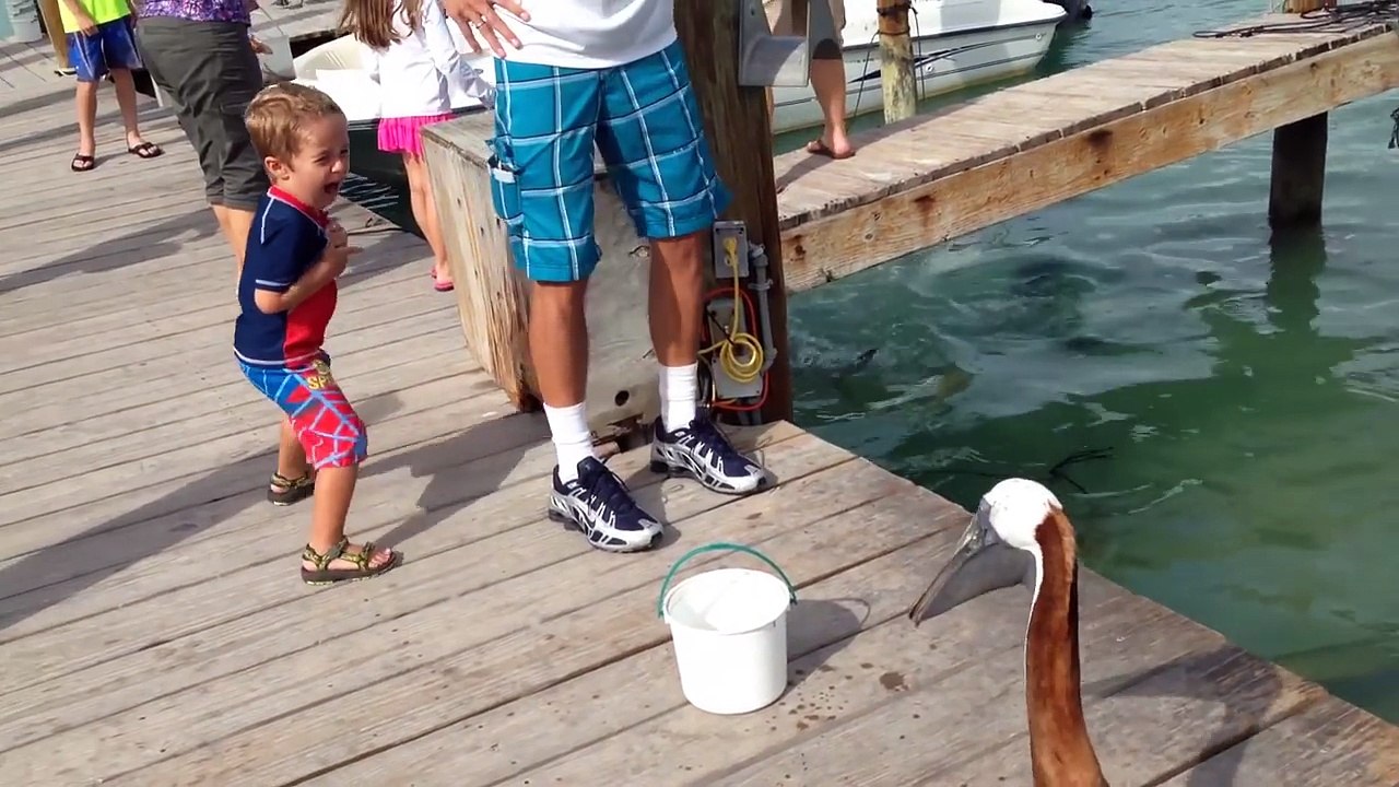 Funniest Animals Scaring People Reactions of 2016 Weekly Compilation _ Funny Pet Videos