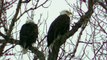 LOVE BIRDS 2 American Bald Eagle Eagles Resting on Tree watch in HD Full Screen