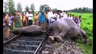 Four elephants before speeding train in India