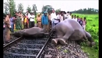 Four elephants before speeding train in India