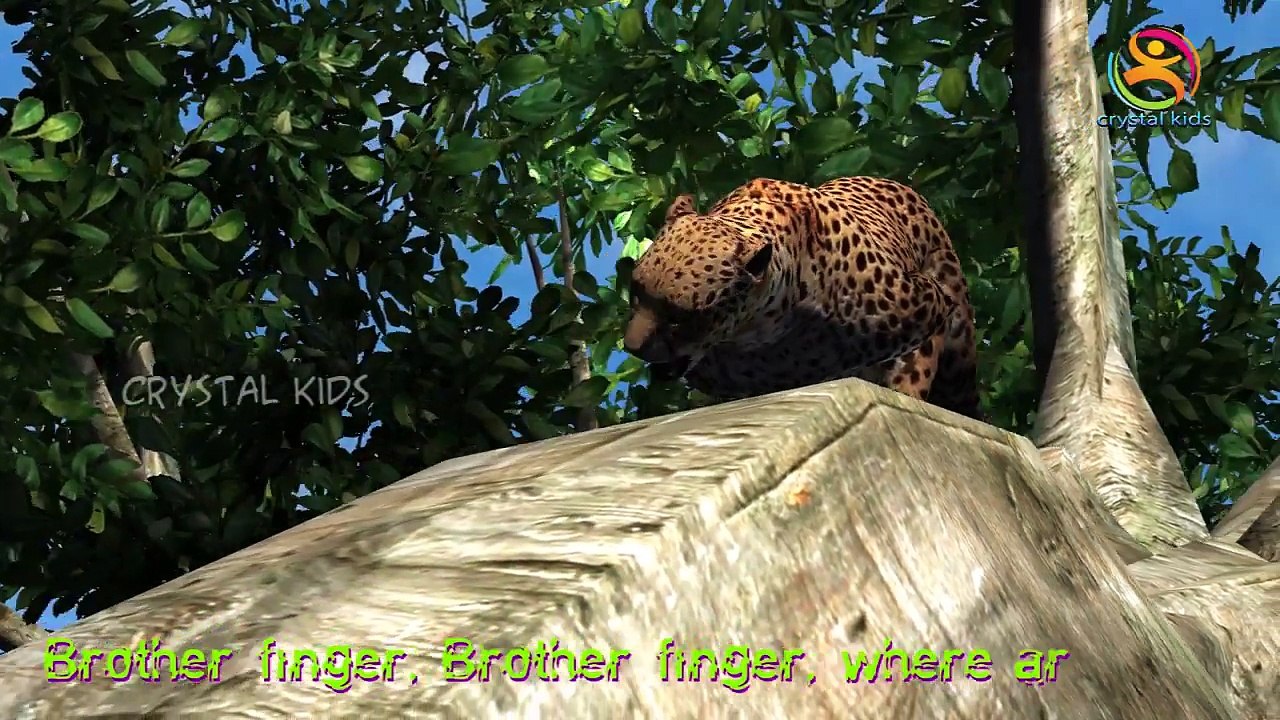 Cheetah Finger Family Nursery Children English Popular Rhymes