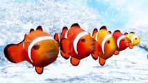 Crazy Fish Finger Family || Daddy Finger Family || Nursery Rhymes For Kids
