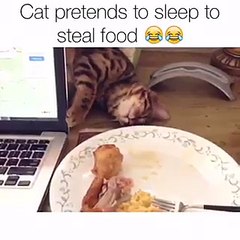 Funny Cat Tries.to Steal Food