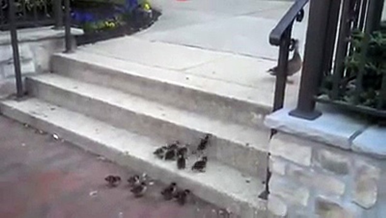 کبھی ہمّت نہیں ہارنی چاہیے