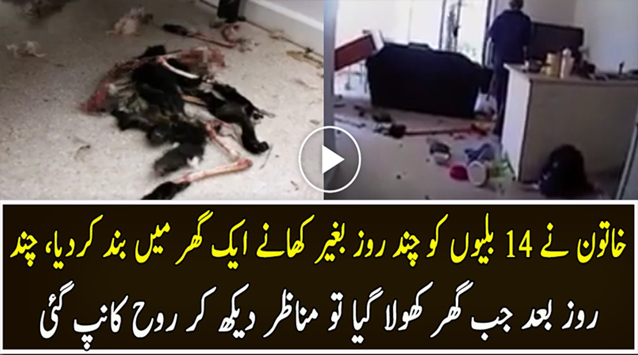 Woman Locked 14 Cats in Her House For Few Days See What Happened Next