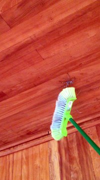 Cercano di allontanare un enorme ragno, ma quello che accade é un incubo per chiunque!