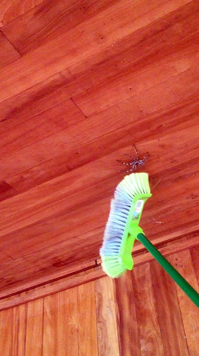 Cercano di allontanare un enorme ragno, ma quello che accade é un incubo per chiunque!