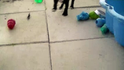 83ème vidéo Trop tard, les chiots de STAFFORDLAND sont rentrés