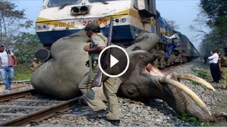 Four elephants before speeding train in India - Video Dailymotion
