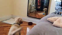 Questo Cane Si Vede Allo Specchio Per La Prima Volta: Il Mix Di Curiosità E Diffidenza è Simpaticissimo!