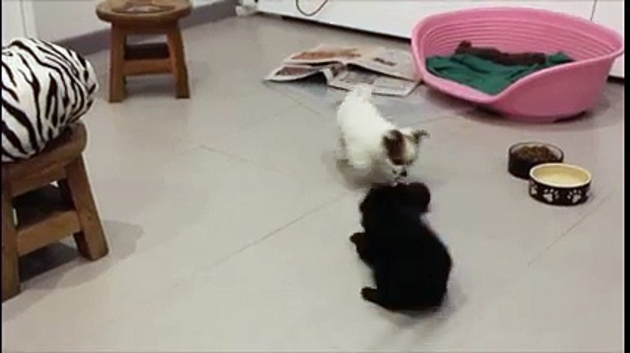 chiot chihuahua poil long 2