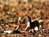 Snake vs Mongoose Real Fight _ Snake vs Mongoose Snake vs Mongoose Real Fight HD 2016