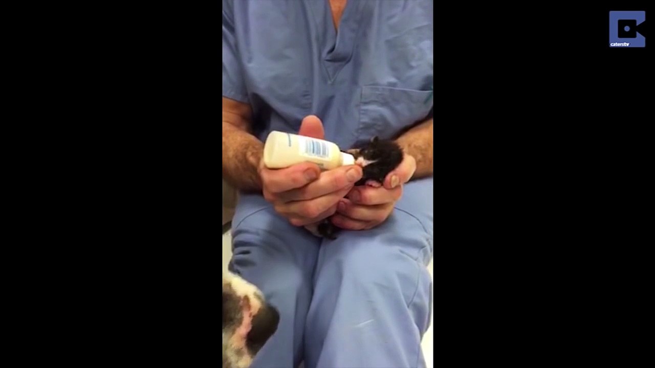 Trovano Un PitBull Randagio Poi Scoprono Cosa Stava Proteggendo. Incredibile!