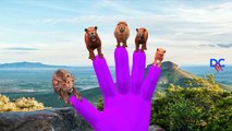 Finger Family Nursery Rhymes Lion Vs Tiger Cartoons | Lion Vs Gorilla And Lion Vs Elephant