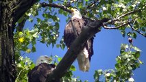 American Bald Eagle Eagles Resting on Tree watch in HD Full Screen