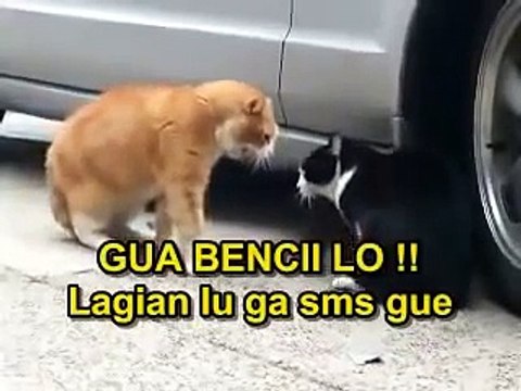 Kucing Berantem Lucu Abis Bikin Ngakak