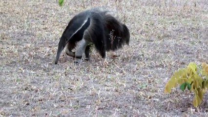 Giant anteater sounds, Giant anteater feeling threatened