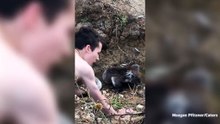 Il tente d'offrir une feuille au petit koala, mais ce que l'animal fait trop mignon !