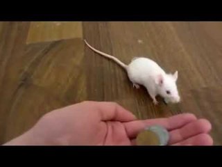 Amazing Mice Tricks - Very Funny